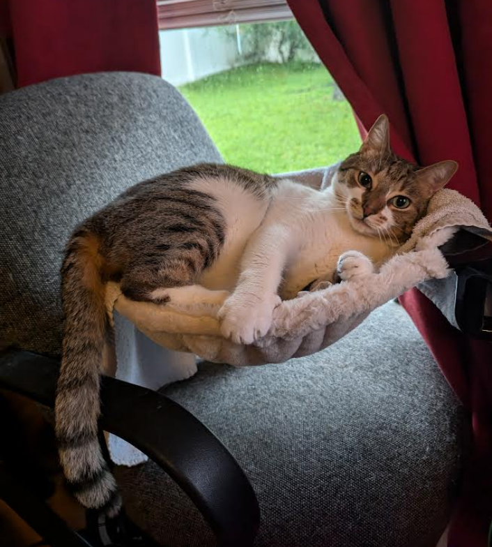 Desk Mounted Cat Bed for gamers