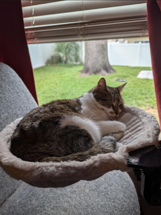 Leo curled up in the new cat bad with desk mount